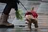 Hundekot liegenlassen wird teuer.