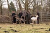 Damhirsche werden aus Boxen entlassen