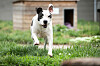 Kampfhund