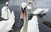 Alsterschwan