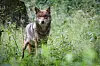Wolf Eekholt
