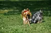 Ein Yorkshire Terrier spielt mit einem Stöckchen (Symbolbild).
