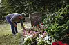 Christel Wulff aus Altenwerder am Grab auf dem Friedhof