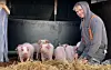 Bauer Amrum Schweine