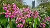 Blumen in Planten un Blomen
