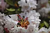 Rhododendron