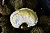 Die Durian gilt als Königin unter den Früchten. In Asien hat sie aber vielerorts Hausverbot – wegen ihres Geruchs.