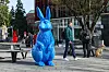 Hasen in der City