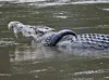 Ein Salzwasserkrokodil in einem Fluss auf der Insel Sulawesi soll schon seit drei Jahren mit einem Reifen um den Hals leben.