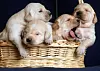 Der FDP-Nord möchte Hundebesitzer entlasten – die Hundesteuer soll Schleswig-Holstein abgeschafft werden.