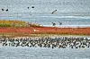 Das Naturschutzgebiet Rantumbecken auf Sylt: Für Mückenlarven ein perfekter Ort zum Wachsen.