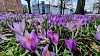 An vielen Orten in Hamburg sind bereits die ersten Frühblüher, wie diese Krokusse, zu sehen.