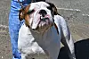 Bei dem Hund handelt es sich mutmaßlich um eine Bulldogge (Symbolfoto).