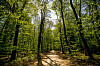 Ja, idyllisch ist's schon im Niendorfer Gehege: Aber einer der tollsten Wälder des Landes?