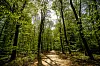 Ja, idyllisch ist's schon im Niendorfer Gehege: Aber einer der tollsten Wälder des Landes?