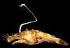 Tiefsee-Anglerfisch