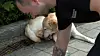 Hund bleibt mit Pfote in Bodengitter steckten – Feuerwehr rückt an und befreit das Tier mit Spüli