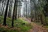Wald nahe Hamburg (Symbolbild)