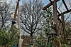 Hamburgs bester Baum? Diese Eiche an der Stresemannallee ist Teil der BUND-Baumführungen.