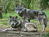 Ein Wolf hat bei Soltau ein Pferd angegriffen (Symboldbild: zwei Wölfe im Wildpark Schorfheide ).