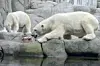 Victoria und Kap in der Außenanlage in Hagenbecks Tierpark.