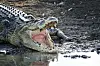 Salzwasserkrokodile werden bis zu sechs Meter lang und gelten als extrem aggressiv.