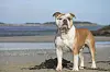 eine Continental Bulldogge