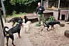 Ein Tierpfleger ist mit verschiedenen Hunden (Langzeitschützlinge) im Auslaufgehege im Tierheim Süderstraße unterwegs.
