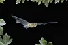 Eine Fledermaus fliegt durch die Nacht.