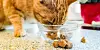 Bei Katzenfutter kommt es auf eine gute Zusammensetzung an. Im Test schnitten allerdings sechs Produkte mit der Note „mangelhaft' ab.