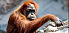 Orang-Utan-Dame „Bella“: Neben ihres hohen Alters ist auch ihre Mutterrolle rekordverdächtig.