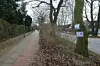 Die Bäume in der Straße Karlshöhe sollten einem neuen Radweg weichen.