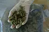 Cannabis