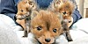 Fuchsjunge kommen in der Regel im März und April zur Welt.