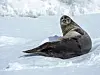 Ein Seelöwe im antarktischen Eis. Auch dort ist die Belastung mit Mikroplastik hoch.