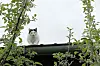 Eine streunende Katze auf der Jagd – eine Szene aus der neuen Arte-Doku.