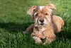 Australian Terrier
