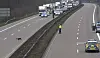Hund läuft über die Autobahn