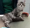 Diese Katze wurde ebenfalls ausgesetzt.