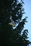 Eine Möwe hängt in einer Drachenschnur.