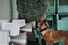 Dieser Hund wird gerade darauf trainiert, Covid-19 zu erkennen.