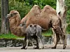 Kamel-Baby Silke mit ihrer Mutter Samira.