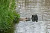 Nutria