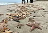 Zahlreiche angeschwemmte Seesterne liegen auf der Nordseeinsel am Strand von Wennigstedt im Sand.