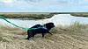 Hund geht an der Leine
