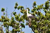 Storch sitzt im Baum.