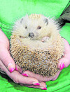 Der seltene Albino-Igel ist bei Vanessa Haloui in besten Händen.