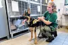Eine Tierpflegerin im Tierheim Süderstraße prüft, ob ein Fundhund einen Identifikations-Chip trägt