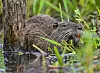 Eine Nutria frisst Wasserpflanzen am Ufer eines Gewässers.