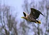 Ein fliegender Seeadler.